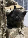 Gatinho Maine Coon