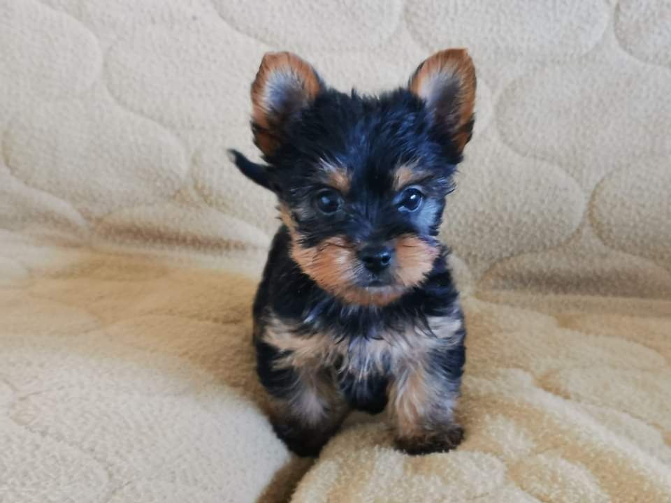 Yorkshire terrier menina mini