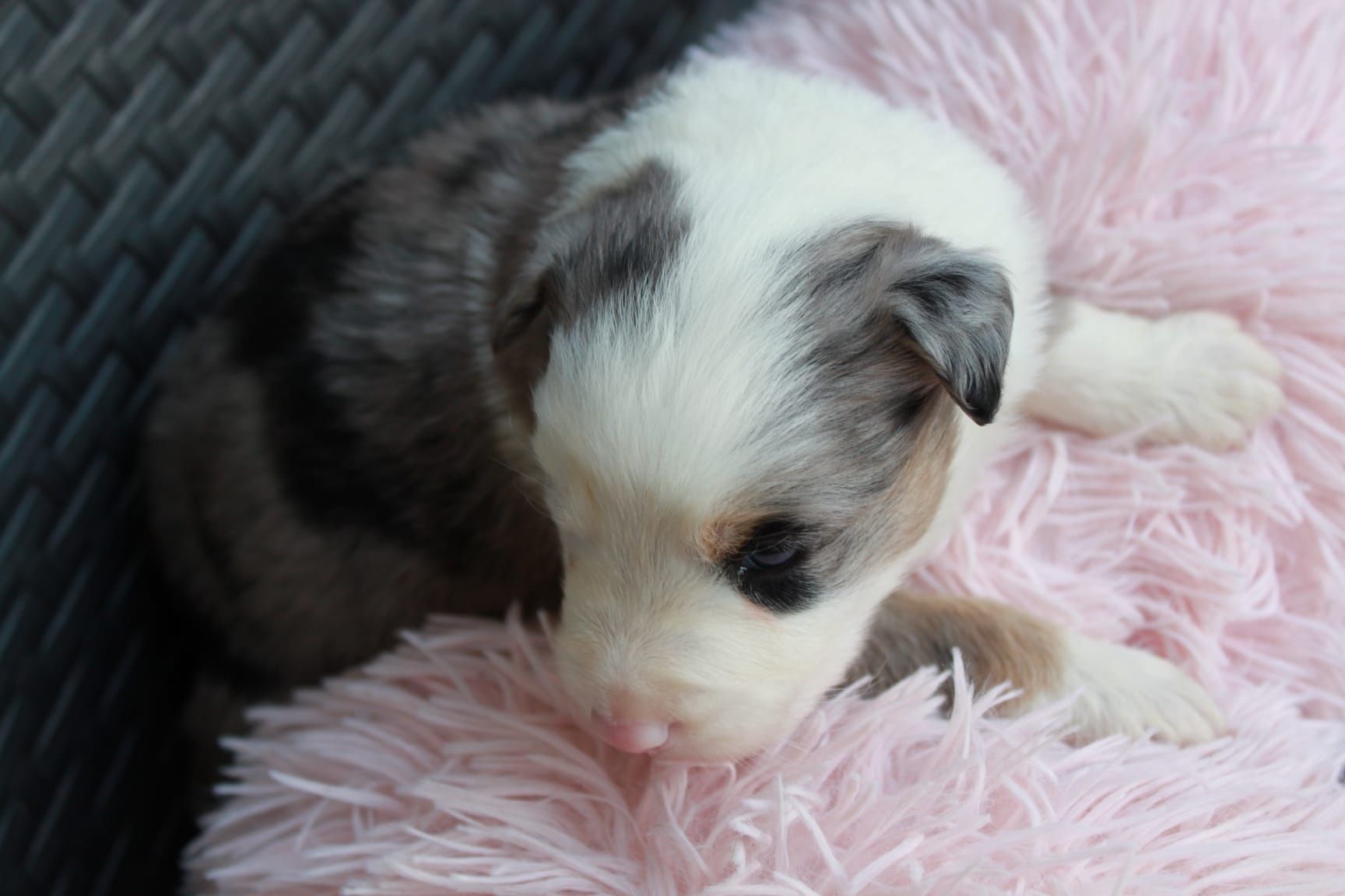 Piesek Border Collie BlueMerle DO REZERWACJI