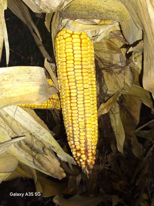 Кукуруза пионер р9042