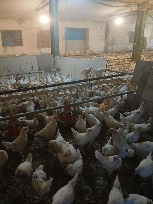 Kury Nioski z jajkiem