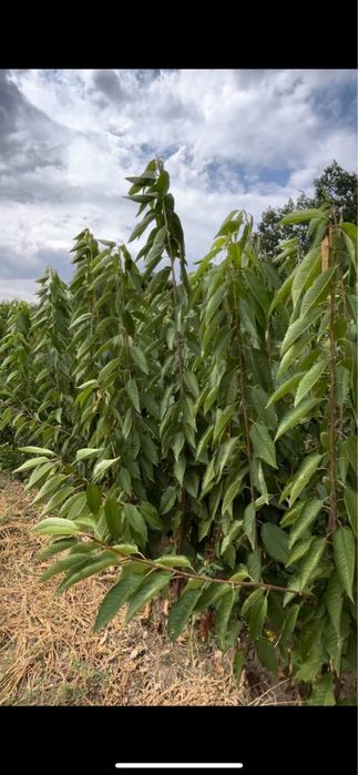 В наявносді саджанці опт