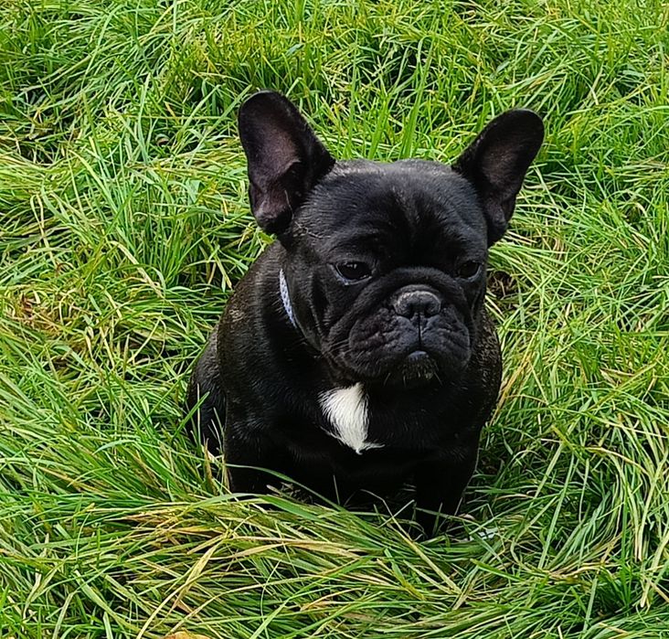 Buldog francuski