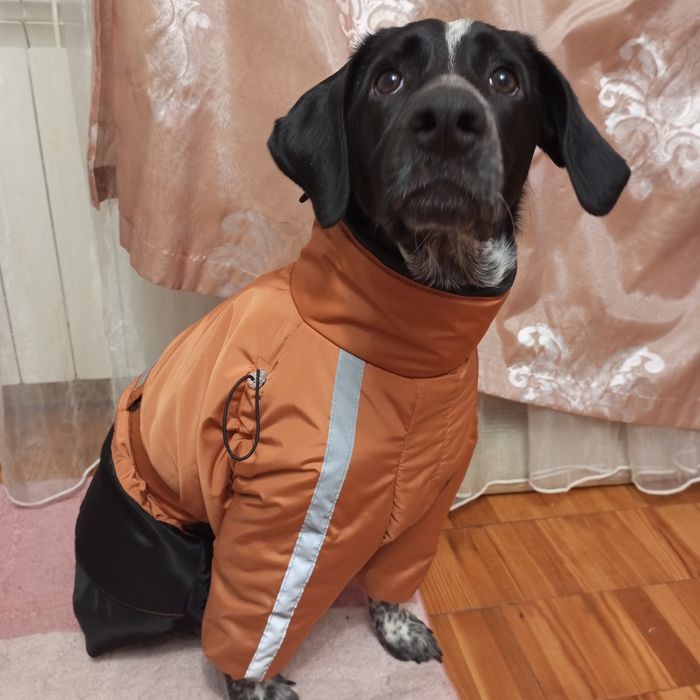 Одежда для собак большие размеры одяг для собак,великі розміри