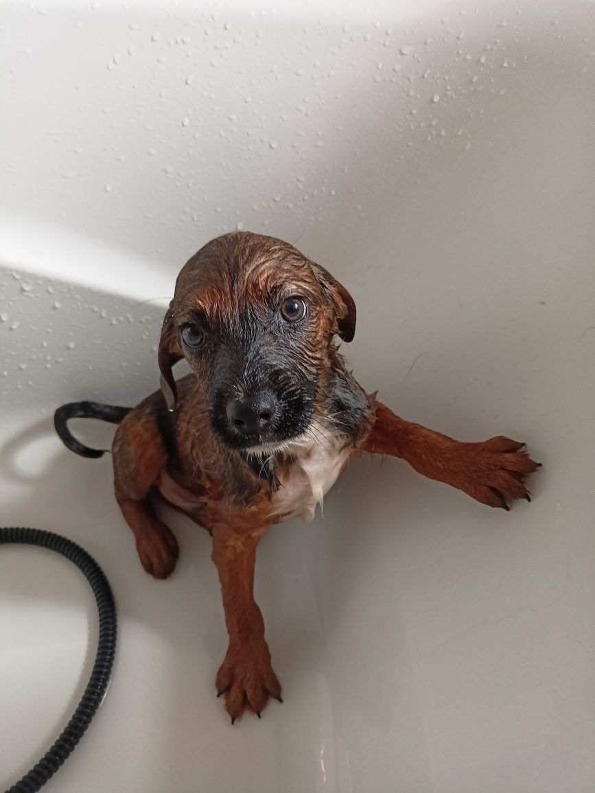 Cão bebé para adoção