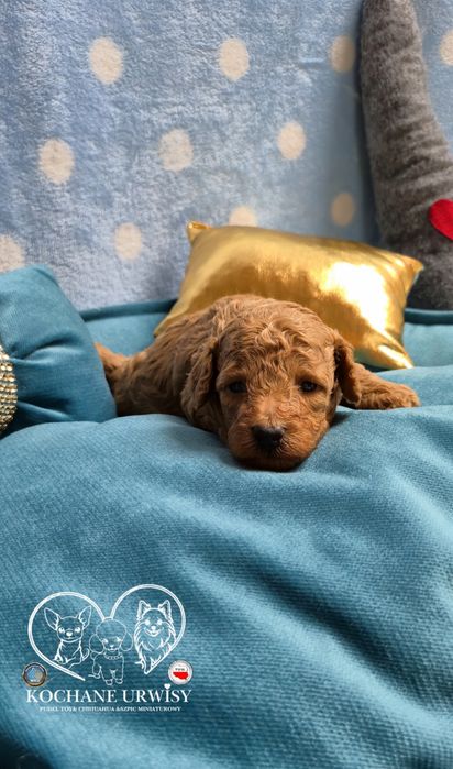 Cudowny chłopczyk Pudel Toy Red - Rodzice przebadani genetycznie