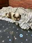 Shih Tzu z rodowodem