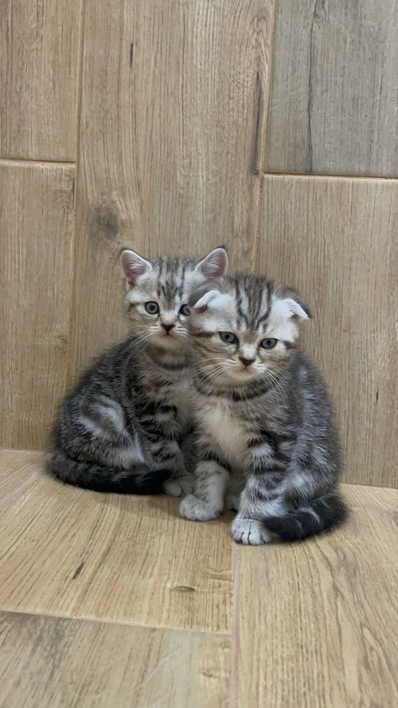 Чистокровні шотландські котята