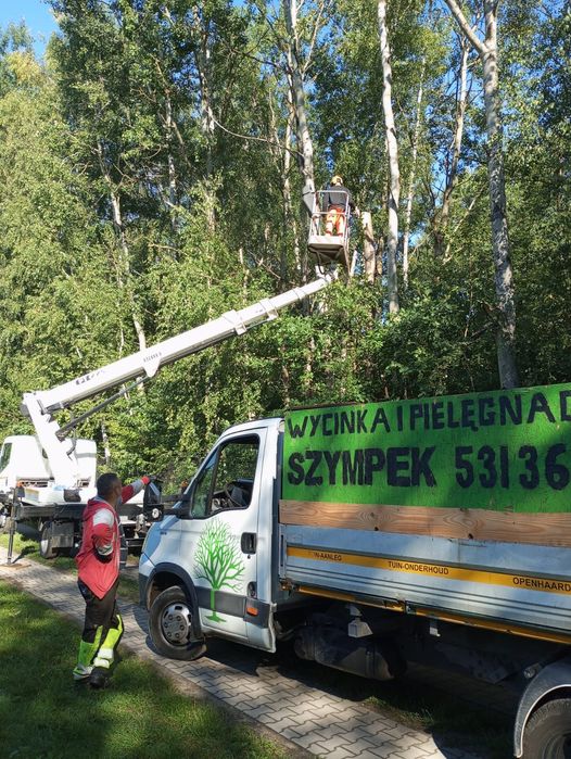 Wycinka i pielęgnacja drzew / podnośnik koszowy / usuwanie wiatrołomów