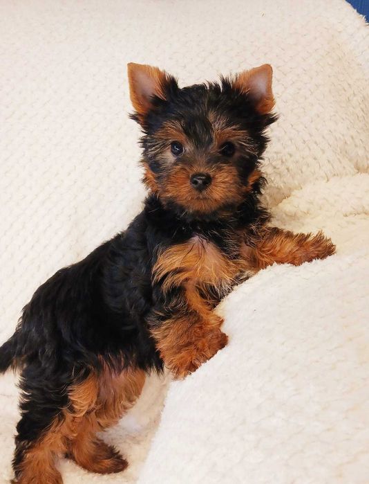 Ajka i Alutka -  sunie siostry  szczeniaczki - czekają na nowy domek