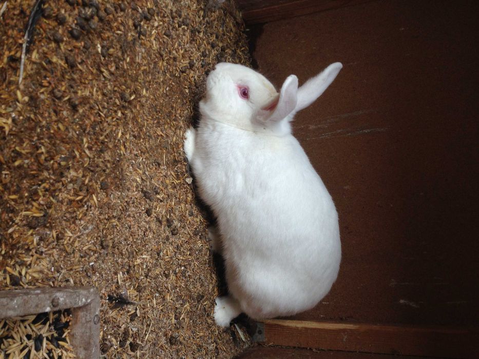 Кроликов породы  Белый Паннон