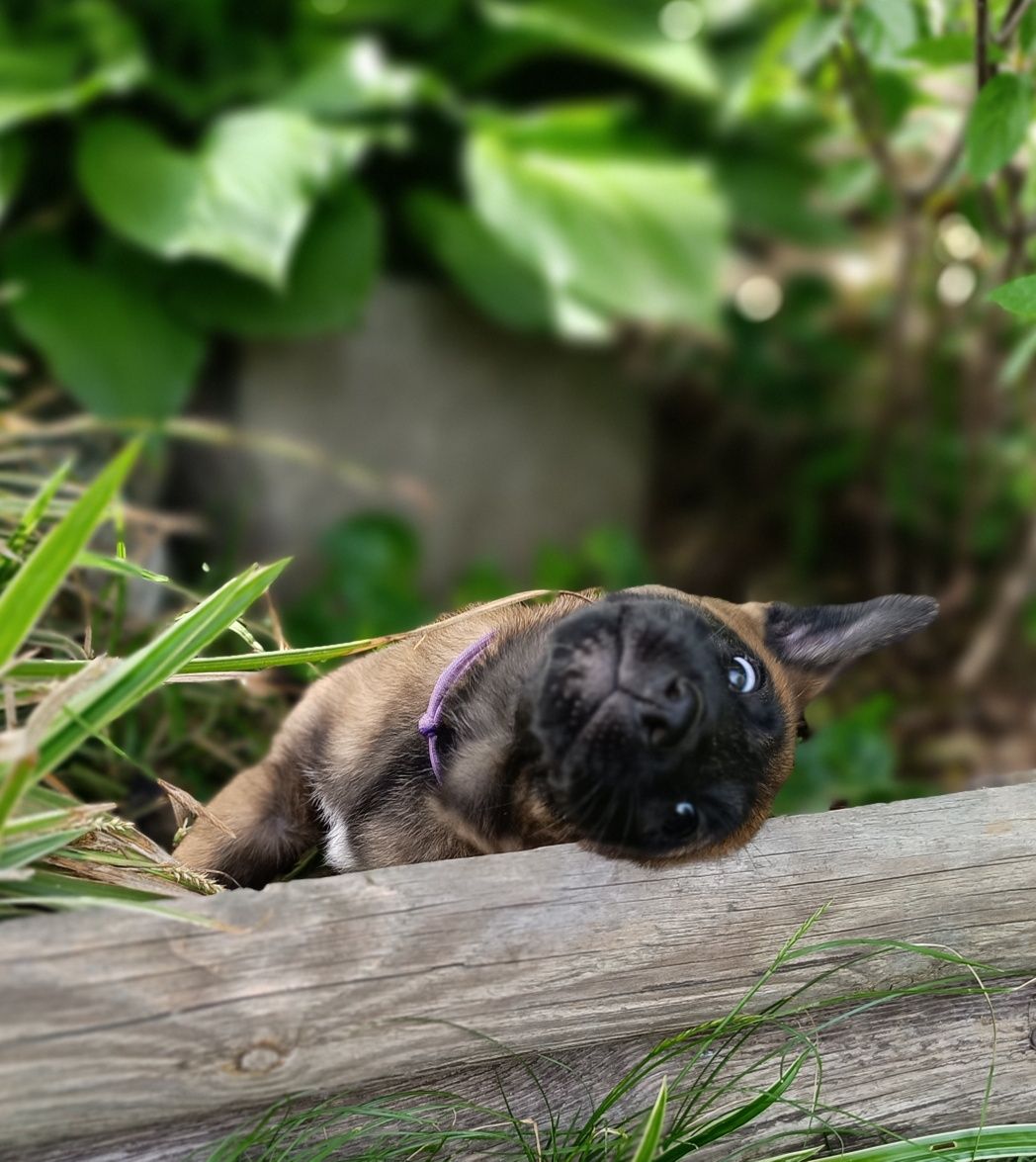 Owczarek Belgijski Malinois FCI  ZKwP odział Kalisz