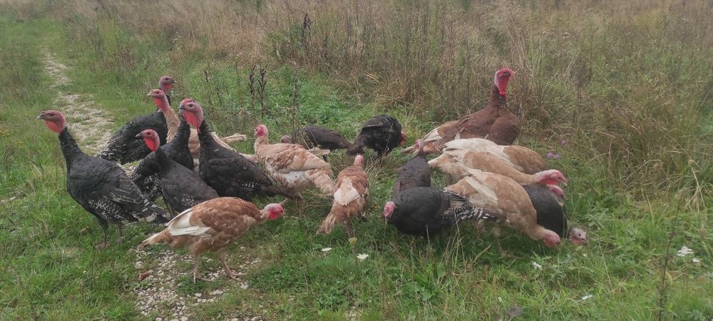 Sprzedam Indyki  zwykłe