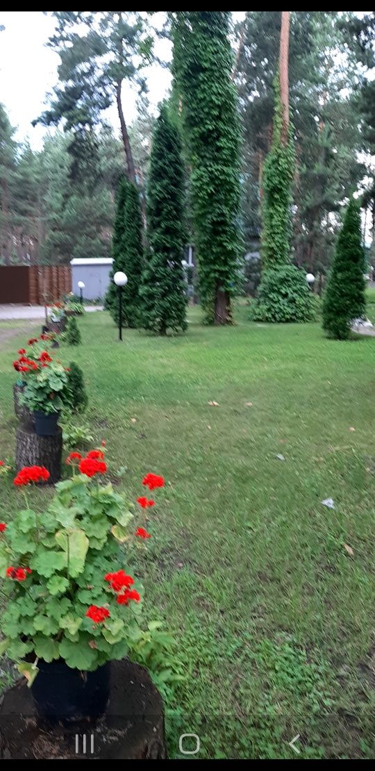 Аренда дома , чан в  сосновом лесу на берегу реки Днепр, посуточно
