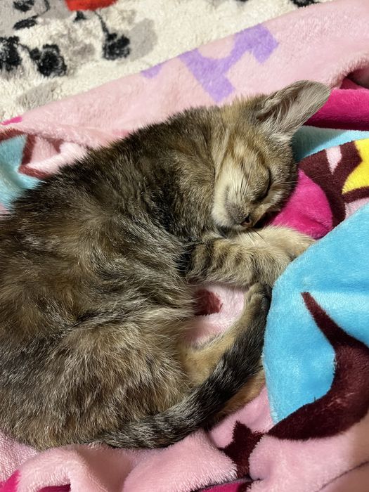 Киця в хороші руки