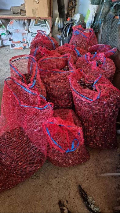 Castanhas para venda
