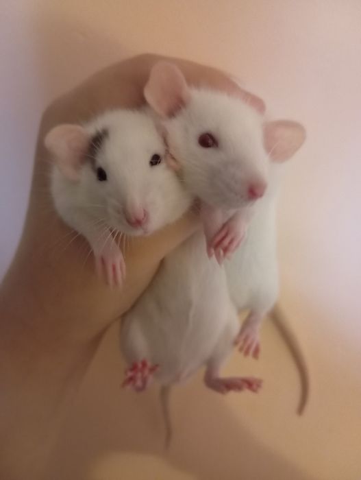 Щурики домашні їм по місяцю