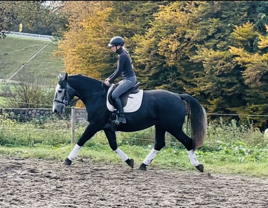 Piękna śląska klacz do sportu lub rekreacji