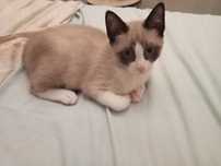Gatinha para adoção responsável