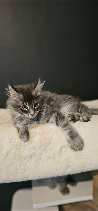 Kocurek Maine coon