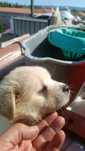Cachorrinhos de 7 semanas