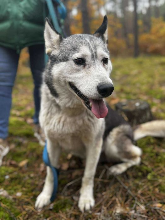 Przyjazna Luna w typie husky szuka domu