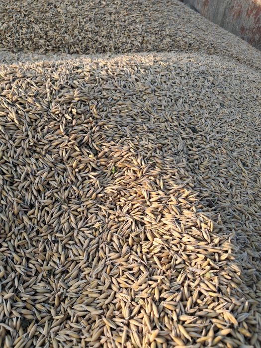 Owies bingo *tego roczny*