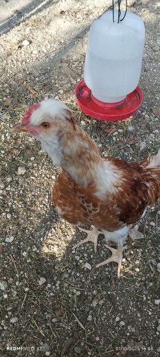 Galo cruzado excelente exemplar