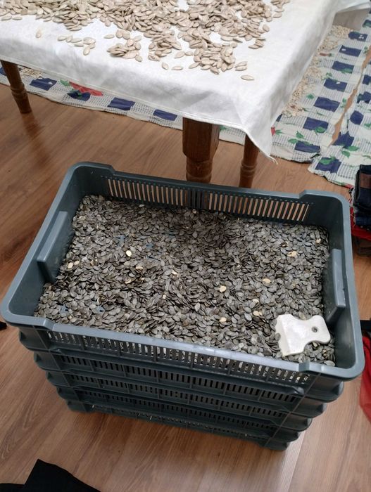 Продам насіння гарбуза