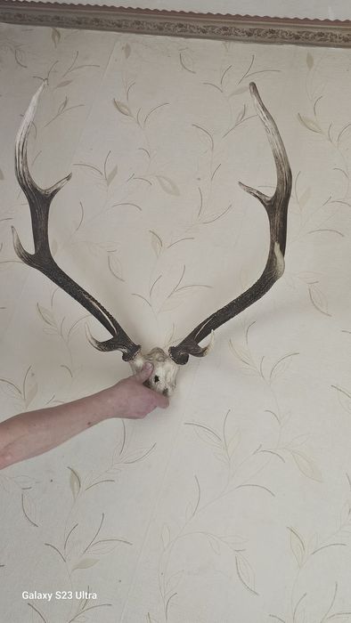 Рога оленя в хорошому стані