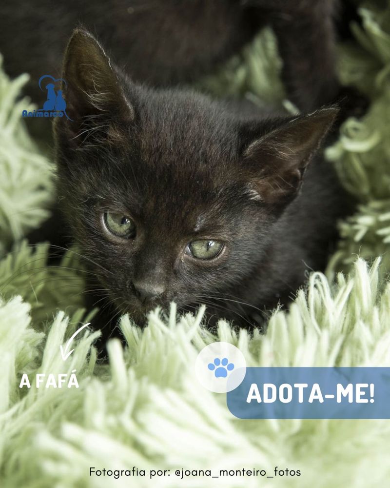 11 Gatinhos bebes para adocao