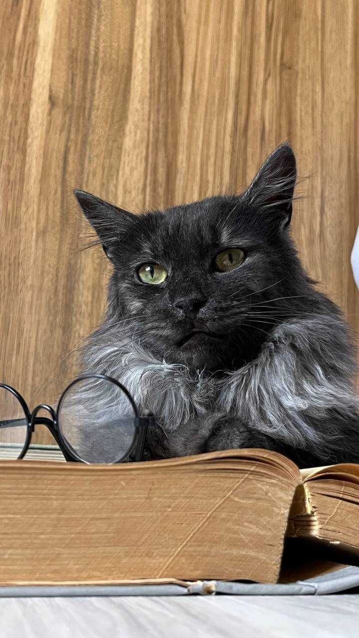 Кот Туман ищет дом