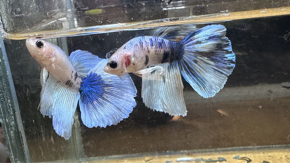 Шикарні півник здорові, та яскраві