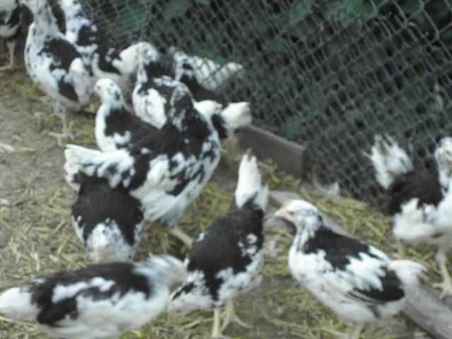 kurki kury dark schell darkschell czekoladowe jajka