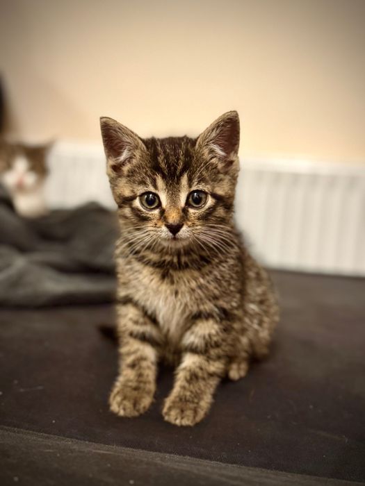 Małe kotki do adopcji