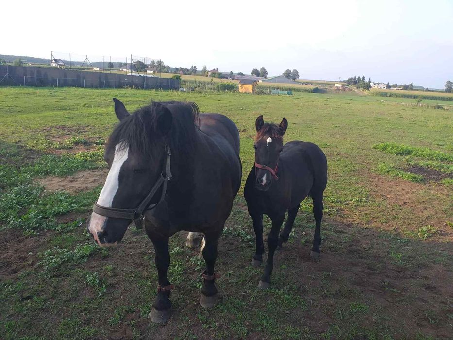Sprzedam Kobyłe zrebną wraz , ze zrebką