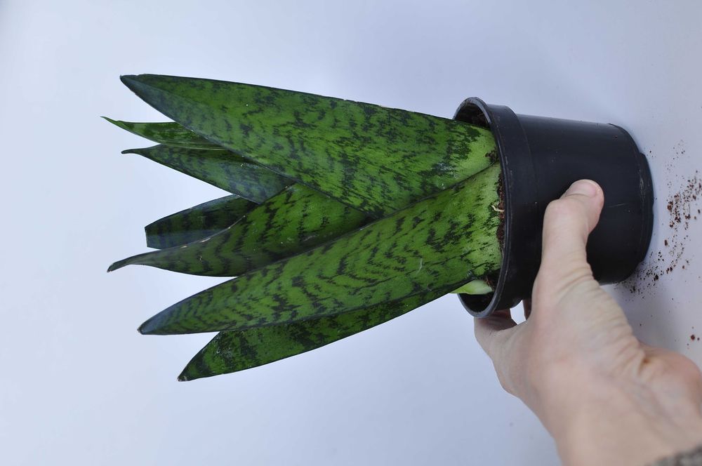 sansevieria zeylanica fan