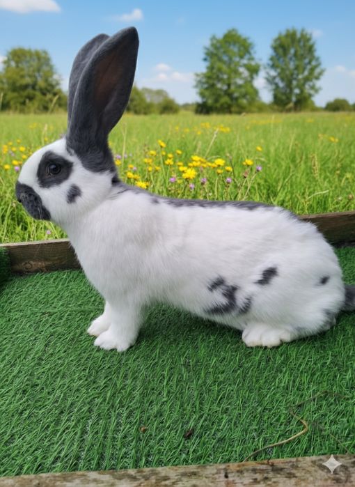 Кролі кролики німецький строкач,.