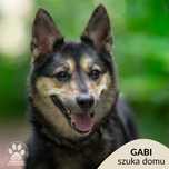 Gabi szuka doświadczonego domu! OTOZ Animals Schronisko Ciapkowo