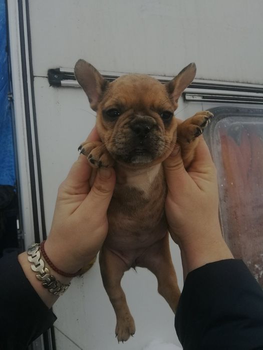 Чистокровні Французики хлопчики та дівчатка є доставка