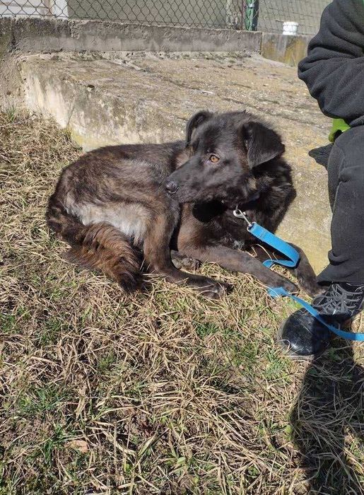 Młody 3 lata , Spokojny pies szuka domu