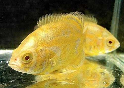 Pielęgnica pawiooka odmiana LEMON - Astronotus - dowóz, wysyłka