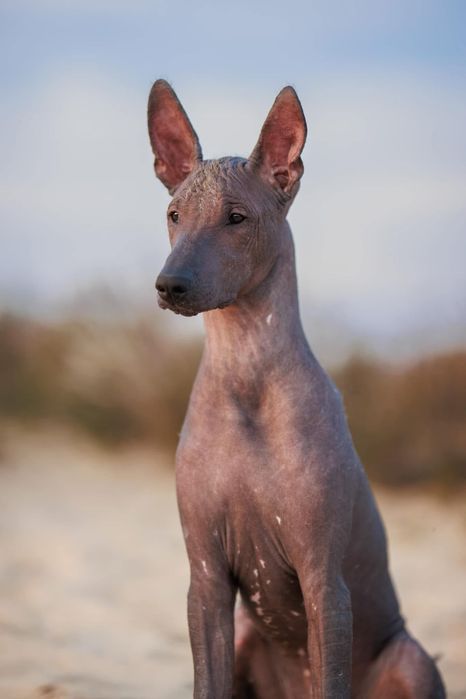 Cao Sem Pelo do Mexico - Lyborius Legacy