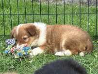 Suczka border collie - Red Sable