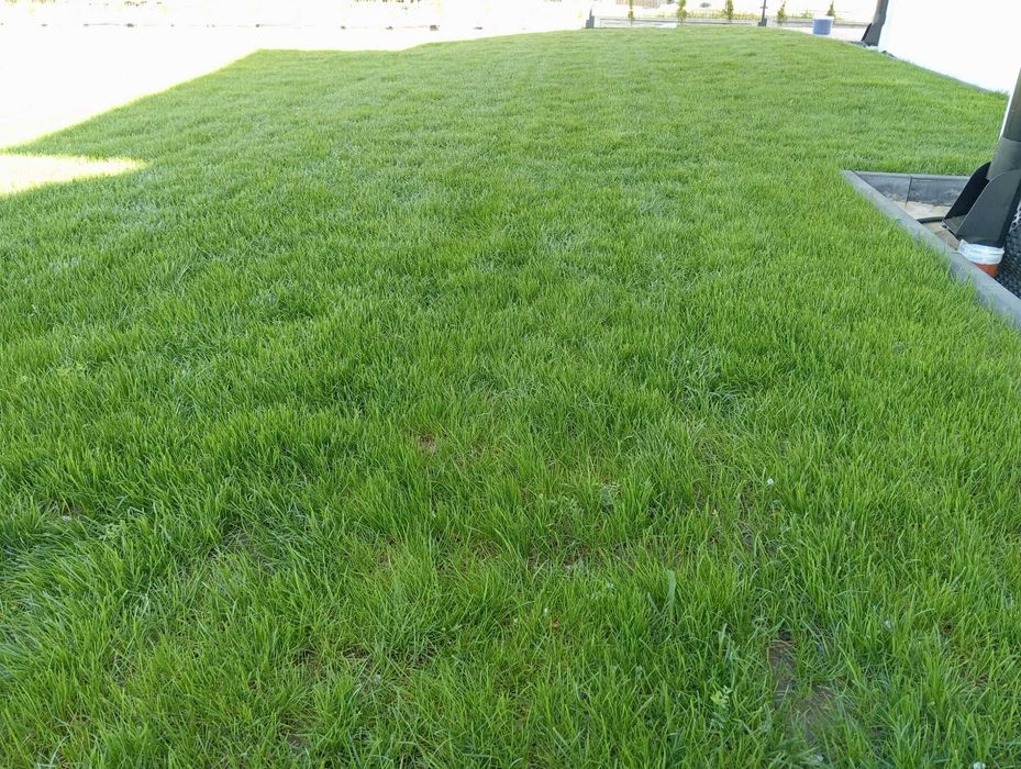 Zakładanie trawnika z siewu przygotowanie równanie terenu nawodnienia