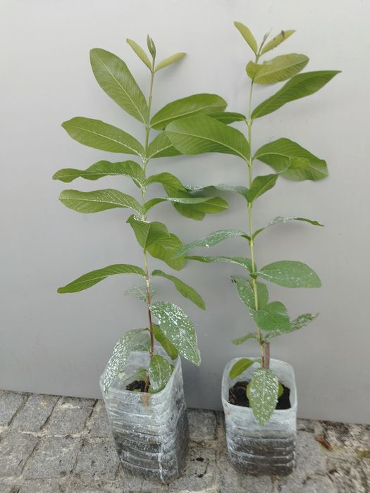 Goiaba árvore em vaso