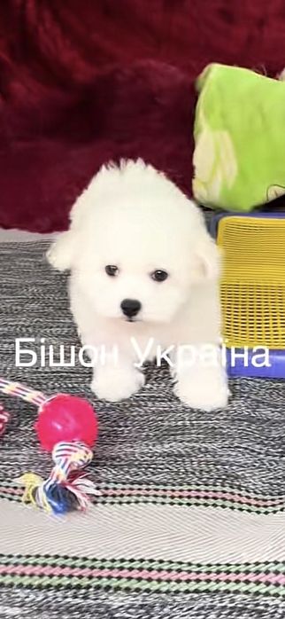 Бішон фрізе офіційні