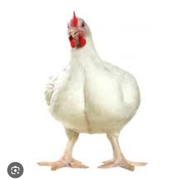 Яйце інкубаційне