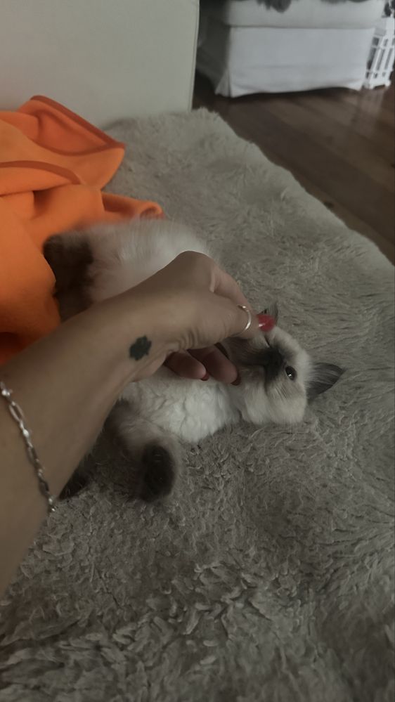 Sorzedam kotkę rasy Ragdoll