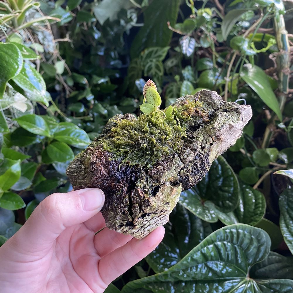 Мініатюрна орхідея Acianthera crinita